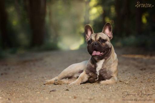 Bronson | Wimbledon Dog Photoshoots