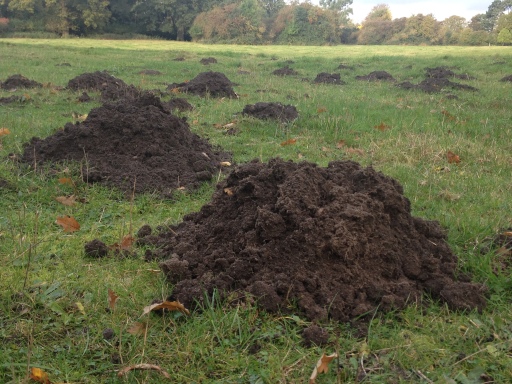 Typical Mole Damage