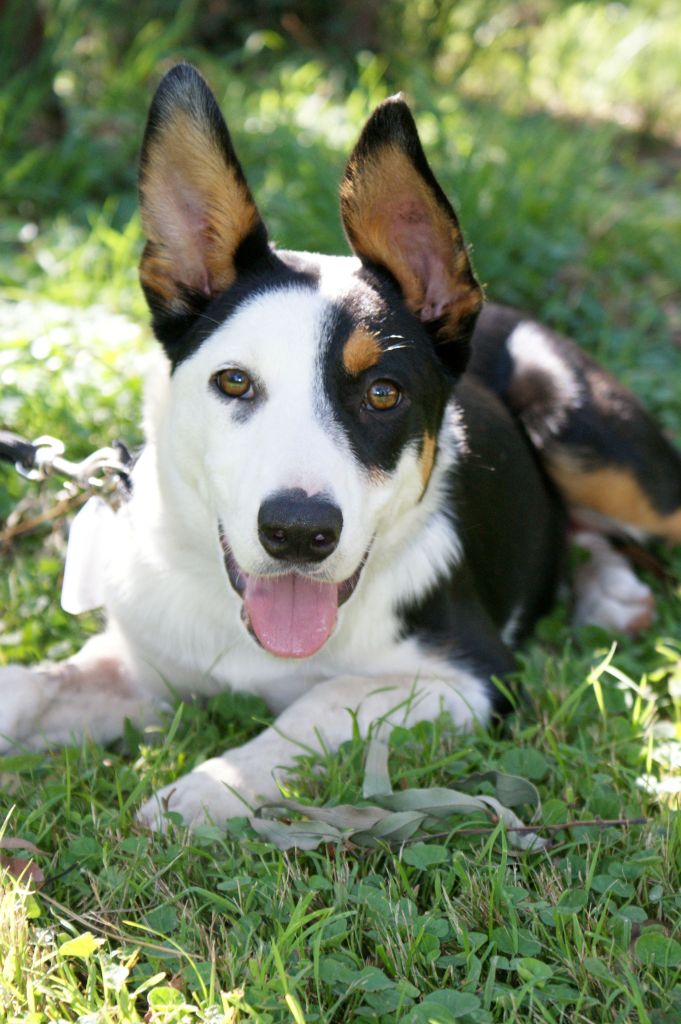 Homeless Hounds Rescue Blackburn, 3130