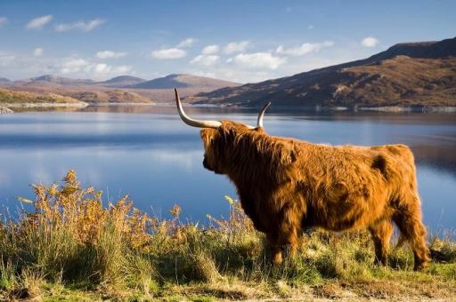 Highland cow by loch