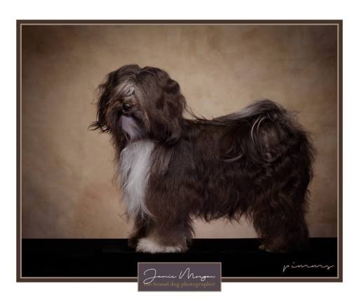 Outdoor Dog Photoshoots Surrey
