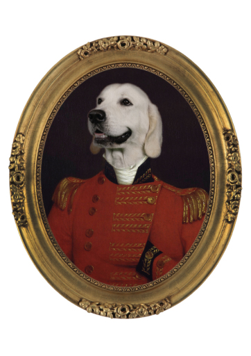 Hound Hotel, Luxury Hotel for the Discerning Dog