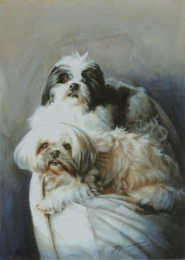 portrait of 2 Lhasa Apsos