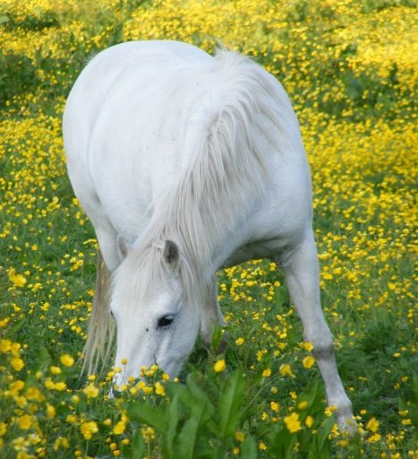 Photograph of a welsh mountain Pony