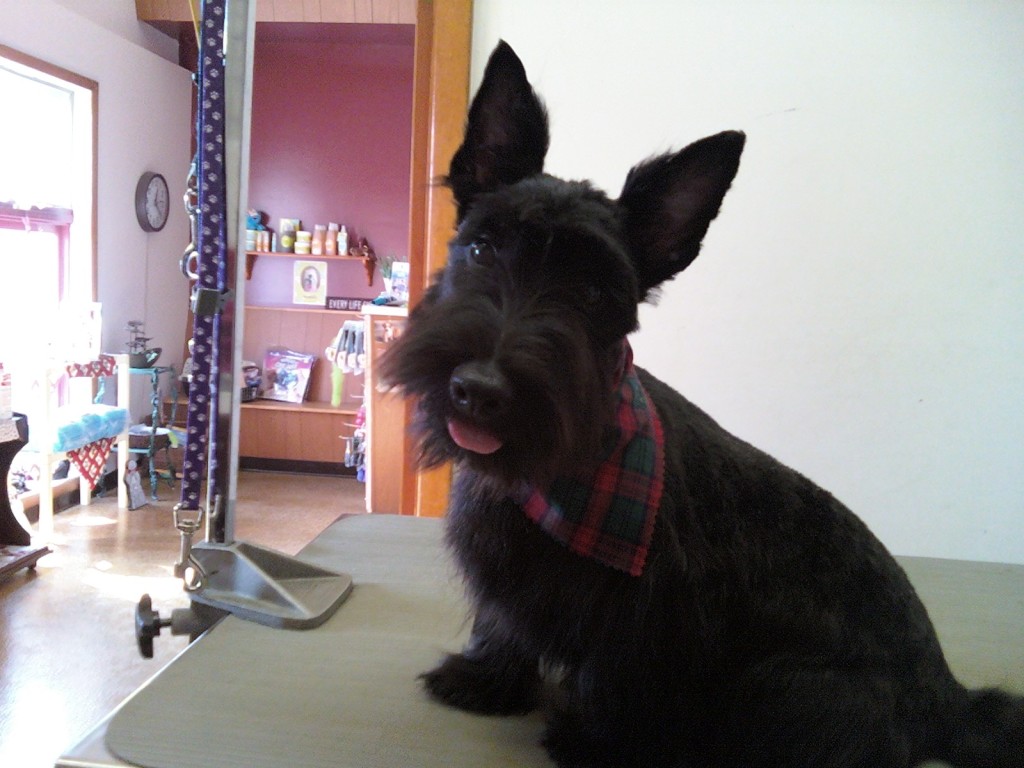 Bubbles n' Bows Pet Grooming 9332 Warsaw Rd. (Rte. 19) Bldg. 1, LeRoy