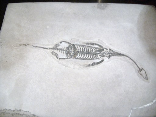 keichousaurus hui - fossilmegastore.com