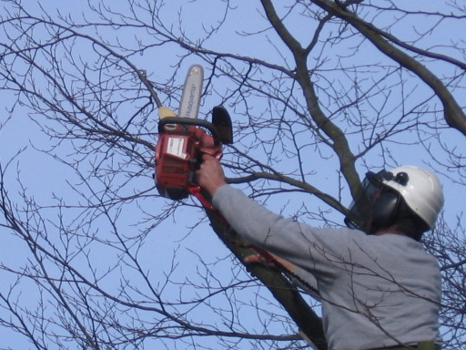 Tree Pruning (Tree Care)