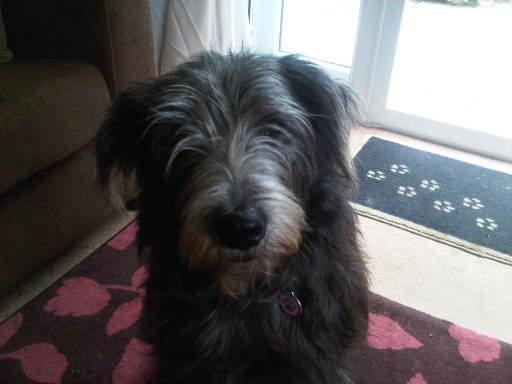 Scruffy mutt