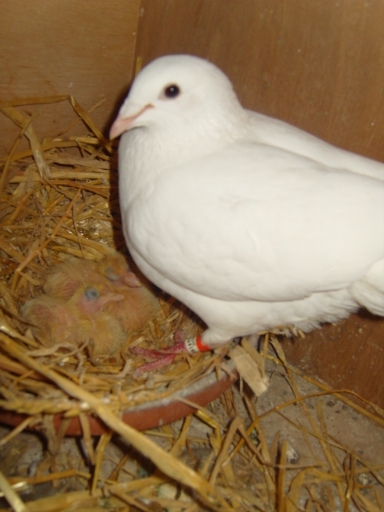 Our stunning dove with her babies