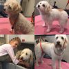 Bob the Dog Shop