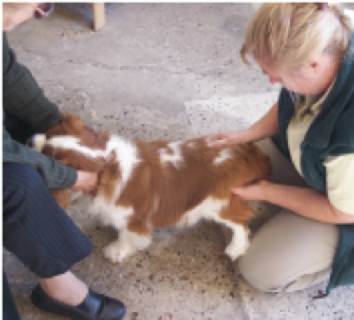 Chiropractic for Dogs