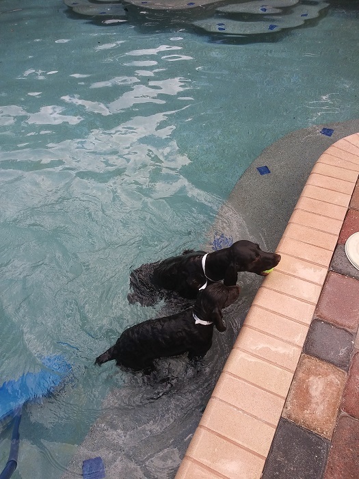 Pet Care Center of Apopka