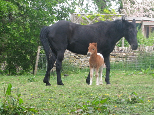 There is a horse here for everyone