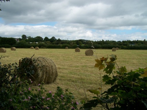 Farm Life