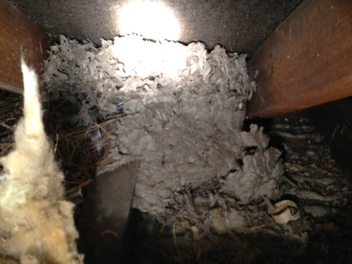 Wasp nest removal