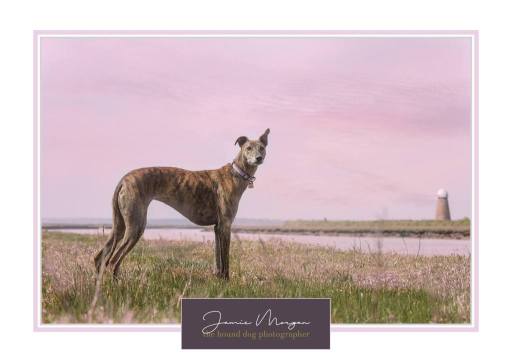 Location Day Dog Photoshoots | Surrey Dogs