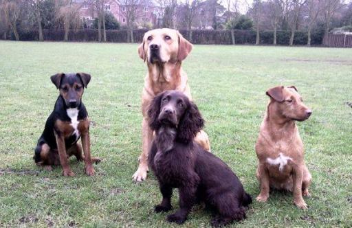 dog walking / Dog training