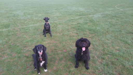 Waiting patiently for a treat