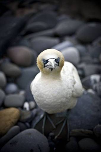 Bad Bird Howick