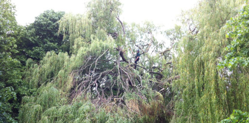 Tree Surgeon Hull for The Hull City Council