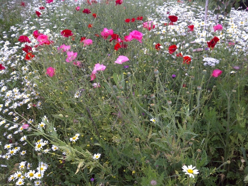 Wildflower meadow in flower 2011
