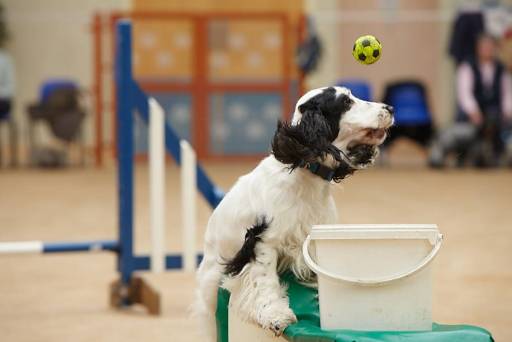 Dog Training
