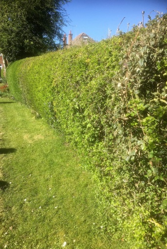 Hedge Cutting