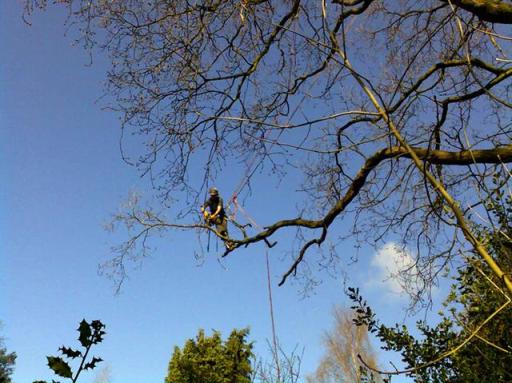 out on a limb