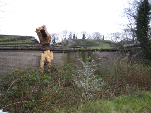 Indigo Surveys: Tree Failure (Beech)