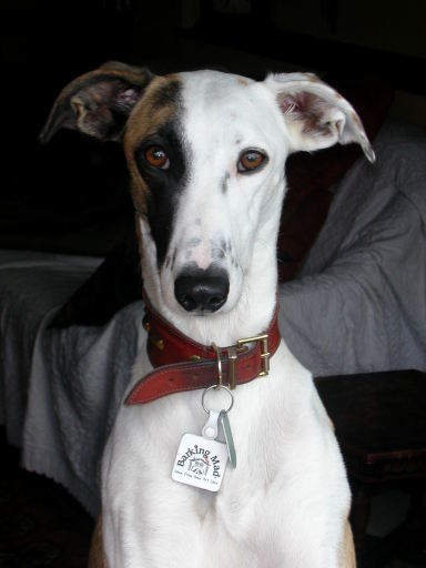 Our own Barking Mad girl - Lola the lurcher