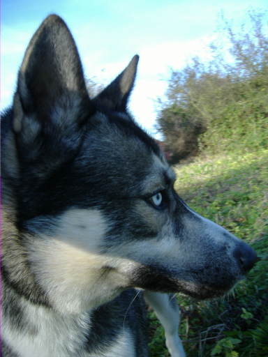 Walking at Abbots Leigh Kennels