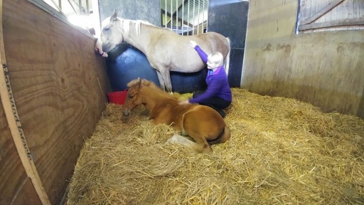 Equine Reiki mare &amp; foal