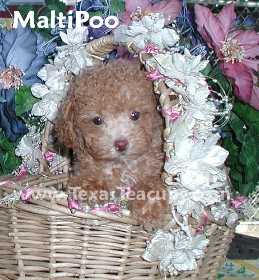 Teacup And Toy Pets Boutique 10308 US HWY 80, Forney, TX, 75126