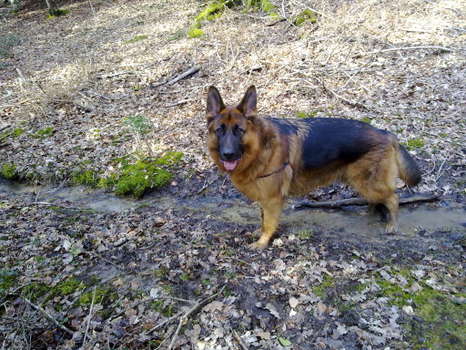 fun in the forest