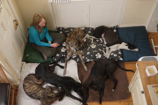 Let The Dogs Out - home-from-home dog boarding in Cockenzie, East Lothian