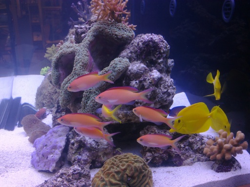 Marine aquarium
