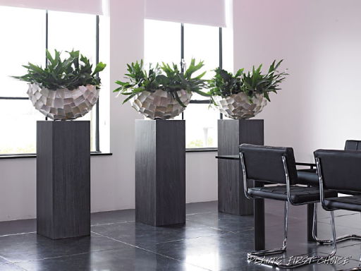 Office Plants on wooden pedestals