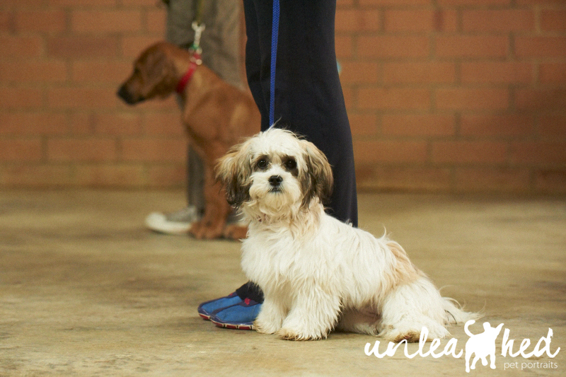 Fremantle K9 Care 13 Wood Street, Fremantle,, 6160