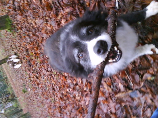My old boy Luke collecting twigs!