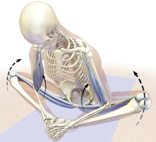 Core Elements Anatomy for Yoga CPD course