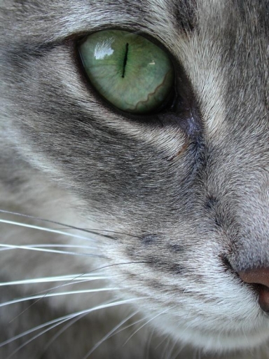 Animal Communication