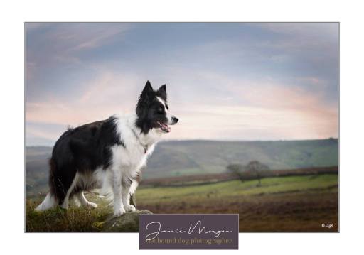 Hampshire Outdoor Dog Photoshoots