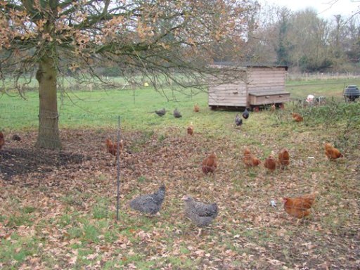 Point of Lay Chickens