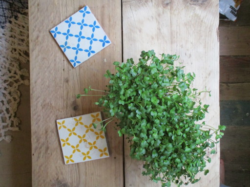 sustainable and stylish