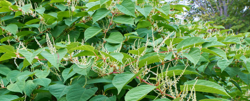 Japanese knotweed in flower