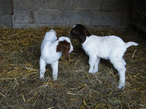 Holly and Honey, twin nanny kids