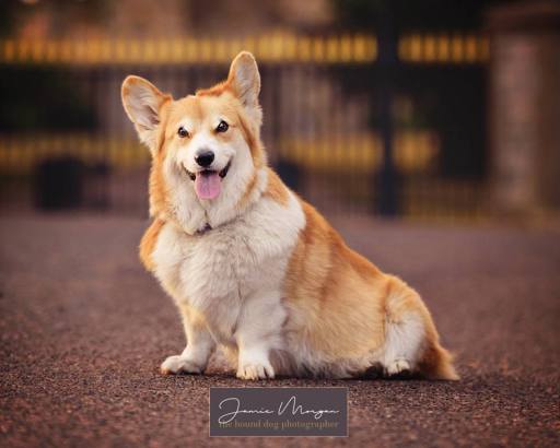 Berkshire Dog Photographer | Hound Dog Photography