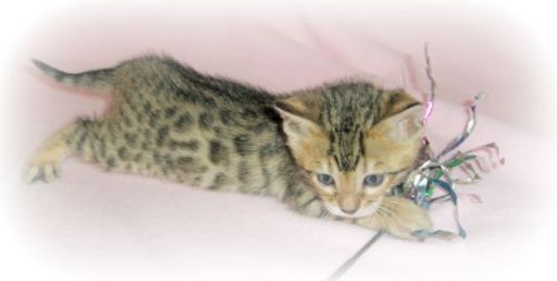 Bengal cat breeder - Wiltshire