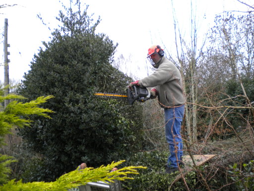 Hedge trimming, hedge renovation, holly ball cutting, holly ball