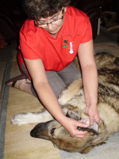 canine massage